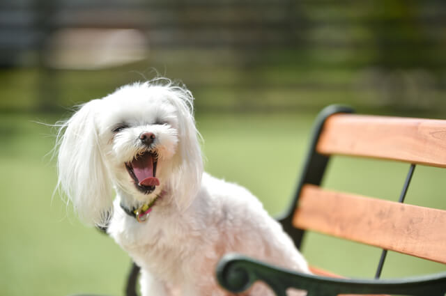 犬にとって引っ越しはストレス！ストレス解消法や注意点を解説！のサムネイル画像